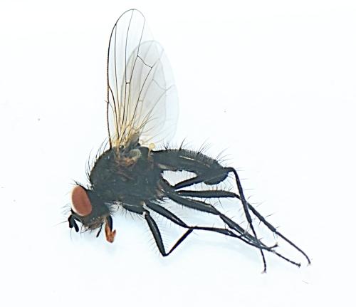 Botanophila fugax